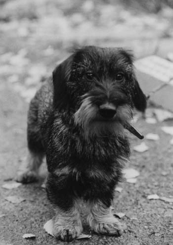Dog Sweet Dog 